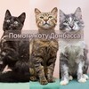 Telegram channel Zооволонтер Юля, мои котики. И немного личного. logo