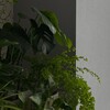 Логотип телеграм канала @juliplants — juli plants