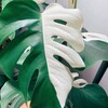 Логотип телеграм канала @junglesale — 🌿 Helen's Jungle Sale 🌿