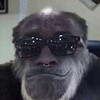Logo of telegram channel junkmonke — Junk Monkey