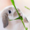 Логотип телеграм канала @just_bunniess — Just bunnies