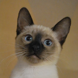 Логотип телеграм канала @justonlycats — JustCats