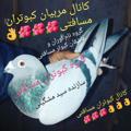 لوگوی کانال تلگرام jvccj — کانال مربیان کبوتران مسافتی