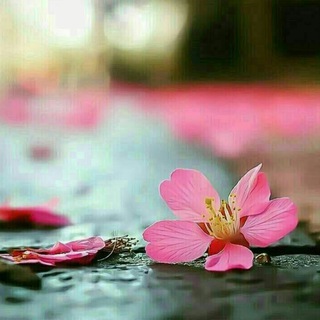 لوگوی کانال تلگرام k_asss — ڪتاباتـْـْْـْْْـْْْْـْْْْْـْْْْـْْْـْْـْي↜🌸