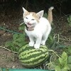 Логотип телеграм канала @k3chie — k3chie