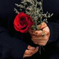 Logo saluran telegram k_rose — كبرياء الورد ..✿❥●•