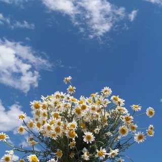 Логотип телеграм канала @kahaf4 — أنت كهفي