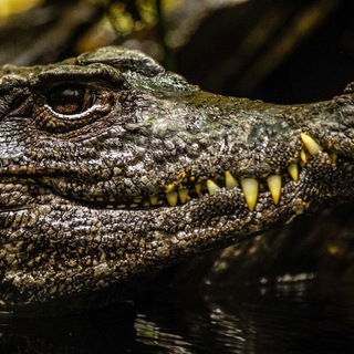 Logo des Telegrammkanals kaiman_news - Kaiman_News🐊