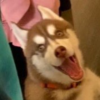 Логотип телеграм канала @kakayatypsina — Какая ты псина сегодня