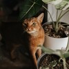 Логотип телеграм канала @kalacheva_plants — Фиби в джунглях