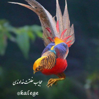 لوگوی کانال تلگرام kalege — کانال عجایب خلقت اللە ﷻ