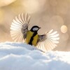 Логотип телеграм канала @kalinin_veps_birds — Kalinin Veps Birds