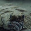 Логотип телеграм канала @kambala39 — Камбала