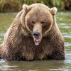 Логотип телеграм канала @kamchatka_bears — Геннадий Юсин фотоистории