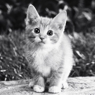 Логотип телеграм канала @kanarev — ☮️ Канарёв. Партия Яблоко.