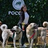 Логотип телеграм канала @kangalclub — KangalClubRUS
