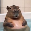 Логотип телеграм канала @kapibara_loveee — Милые и пушистые Капибары