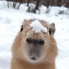 Логотип телеграм канала @kapibara_zoo — Для Любителей Капибар
