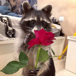 Логотип телеграм канала @kaptbl — Енотик с кофе😋