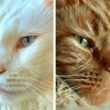 Telegram channel КарБляш🐈 logo