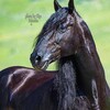 Логотип телеграм канала @karachayhorse09 — Karachay_horse_09