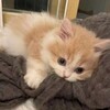 Логотип телеграм канала @karadroga — Кэра Хига