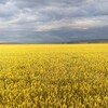 Логотип телеграм канала @karahalk — Поиск репрессантов после провокаций в Баймаке