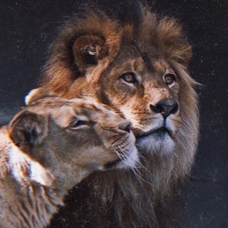 Логотип телеграм канала @karaiz — 𝐊𝐀𝐑𝐀𝐈𝐙