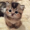 Логотип телеграм канала @karellkan1 — 𝒌𝒂𝒓𝒆𝒍𝒍𝒌𝒂