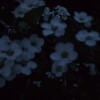 Логотип телеграм канала @karlox9 — карло