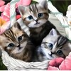 Логотип телеграм канала @kartinkiipozdravleniya — Музыкальные поздравления и красивые открытки