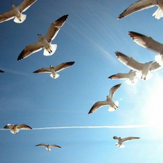 Логотип телеграм канала @kasimovaaaaa — الثقة