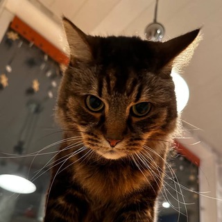 Логотип телеграм канала @kasperkasa — канал сильного независимого кота