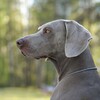 Логотип телеграм канала @kastorweim — Бытие серой собаки | Веймаранер Кастор