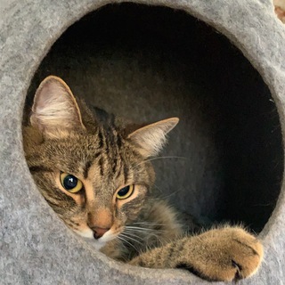 Логотип телеграм канала @kataboutcat — Kat