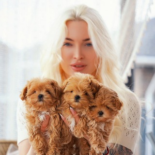Логотип телеграм канала @katipoo_shop — Мальтипу , пудель , пушон Maltipoo Poodle Kate