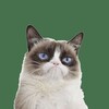 Логотип телеграм канала @katkit_rsp — Видео Счастливой Разведенки