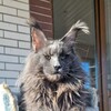 Логотип телеграм канала @katrinstylecattery — Katrin Style*Ru Cattery