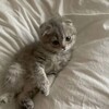 Логотип телеграм канала @katsimatsi — Милые котики | Картинки с котиками
