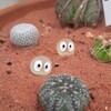 Logo of telegram channel katya_succulents — Katya_succulents