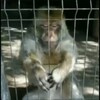 Логотип телеграм -каналу kavun_monkey — 🍉KAVUN MONKEY 🐒 #ISupportFedorov #укртґ