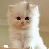 Логотип телеграм канала @kazswipee — С нуля свипи