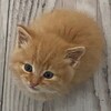 Логотип телеграм канала @kekomoo — Фанклуб рыжих жоп.