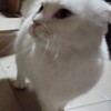 Логотип телеграм канала @kengamuk — КЕНГАМИК ЖИВЁТ ТУТ