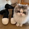 Логотип телеграм канала @kesha_tarryer_2k — кеша2касаря
