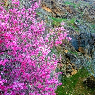 لوگوی کانال تلگرام khezel_gharbi — خــــــزڶ غربی