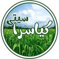 Logo saluran telegram kiasara — ✅ڪـیــاســراسـیــتــے✅
