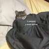 Логотип телеграм канала @killertoxs — Sh