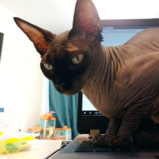 Логотип телеграм канала @kilyacat — Жизнь кошки Килифь и её ведьмы