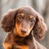 Логотип телеграм канала @kinchville2 — Таксы Кинчвиль / Kennel Kinchville